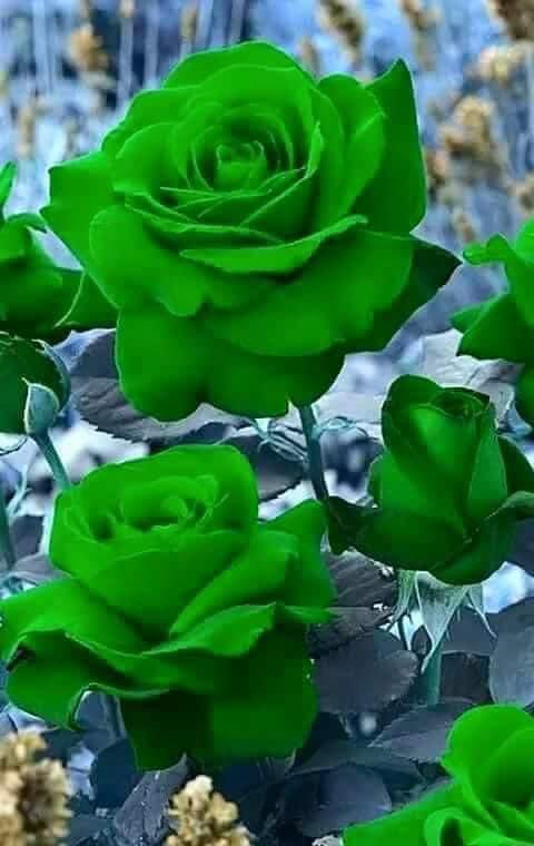 Upload your "Light It Green" photo
