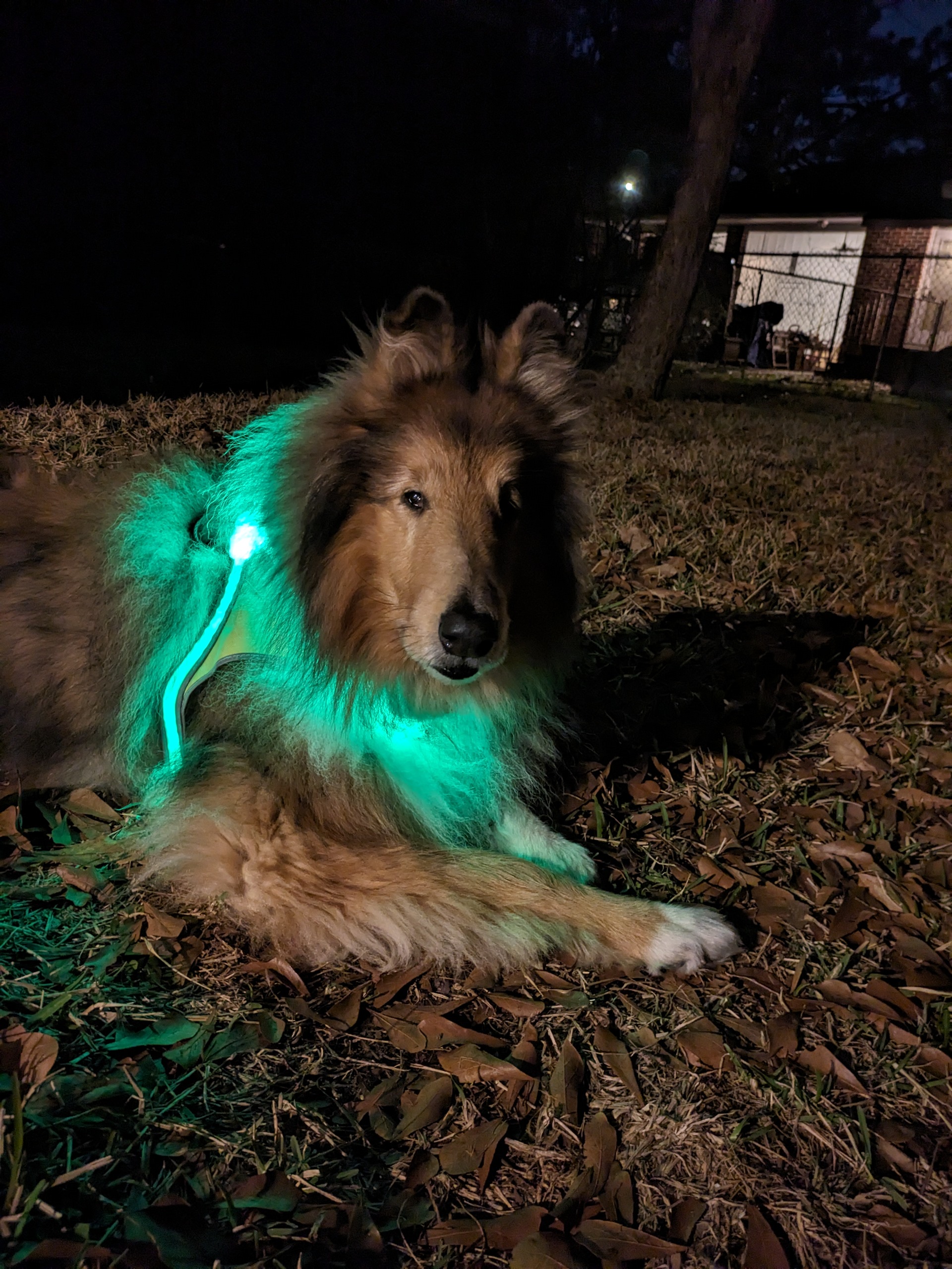 Upload your "Light It Green" photo